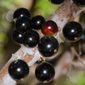 Jaboticaba Seeds (Myrciaria cauliflora) [PACKET ONLY]