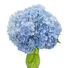 Stems In Bulk: Blue Hydrangea Jumbo Flower