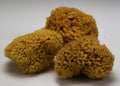 Wool