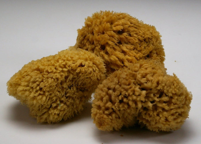 Wool